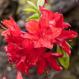 Azalea mollis 'Nabucco'